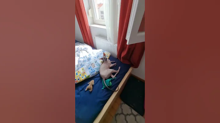 Video 3102641: hairless peterbald, peterbald cat, sleepy cat, hairless animals