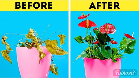 Anthurium plant care: How to make anthurium bloom year-round