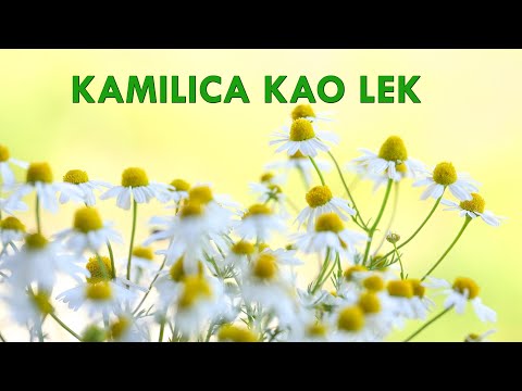 Video: Šta je oblog od kamilice?