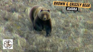 Dangerous \& Remote Bear Hunts in Alaska