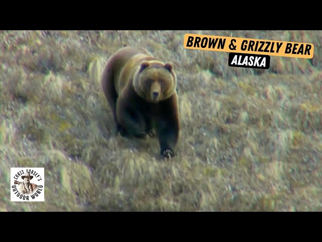 Dangerous u0026 Remote Bear Hunts in Alaska class=
