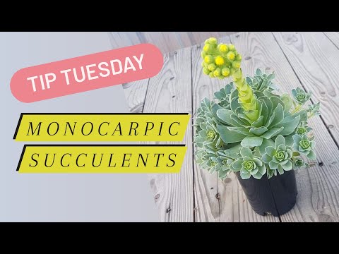 ቪዲዮ: Monocarpic Succulent መረጃ - Monocarpic Succulents ምንድን ናቸው።