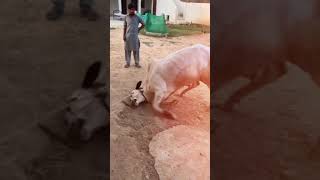 Crazy Bulls | Pagla goru paglami | Dairy farming |The Cowboy