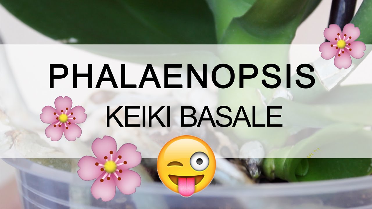 Orchidea Phalaenopsis - Keiki basale