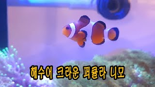 크라운퍼큘라 니모 물고기