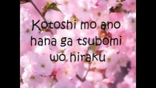 Lirik Sakura Ikimono Gakari Letra