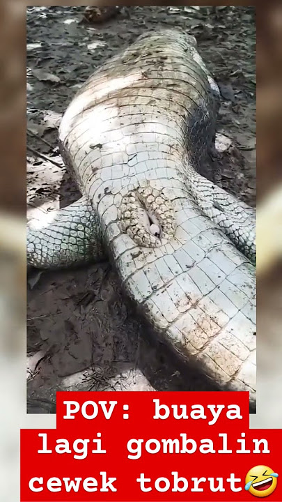POV: momen buaya pas gombalin cewek tobrut #tobrut #buaya