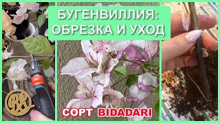 видео: Обрезка и уход за бугенвиллией сорта Bidadari картинка: Обрезка и уход за бугенвиллией сорта Bidadari