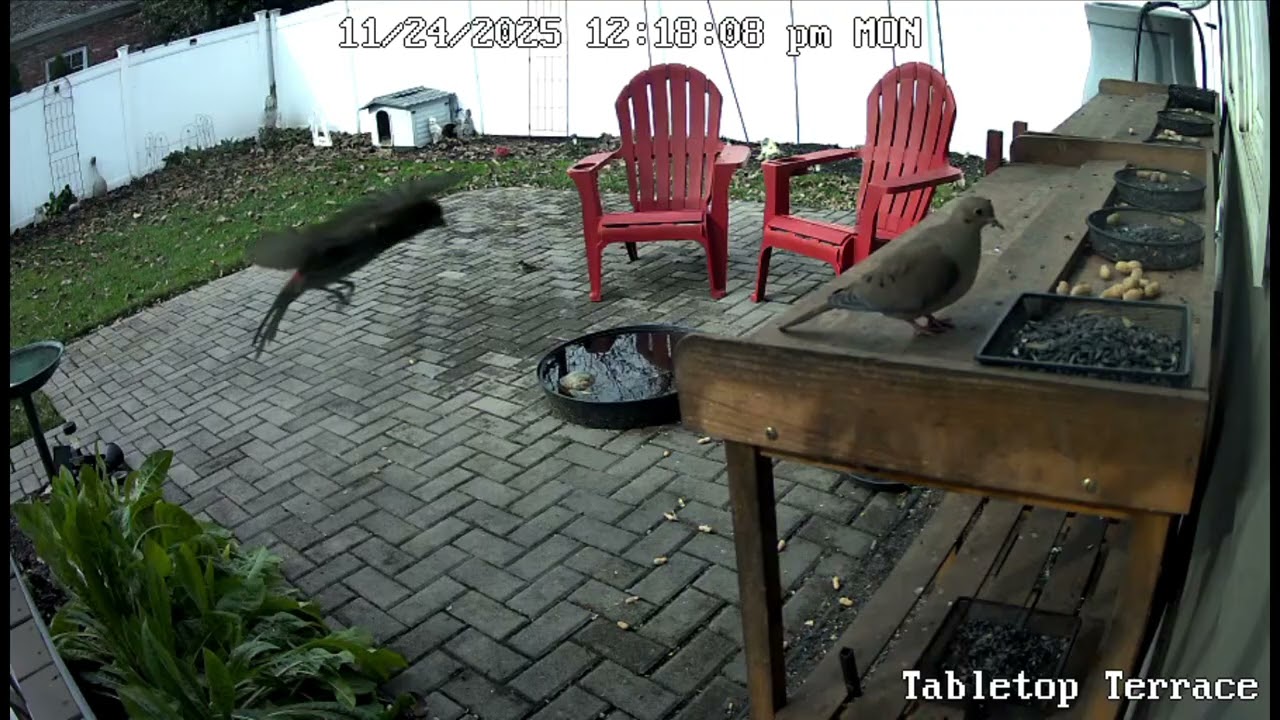 197 - SUNRISE SHENANIGANS