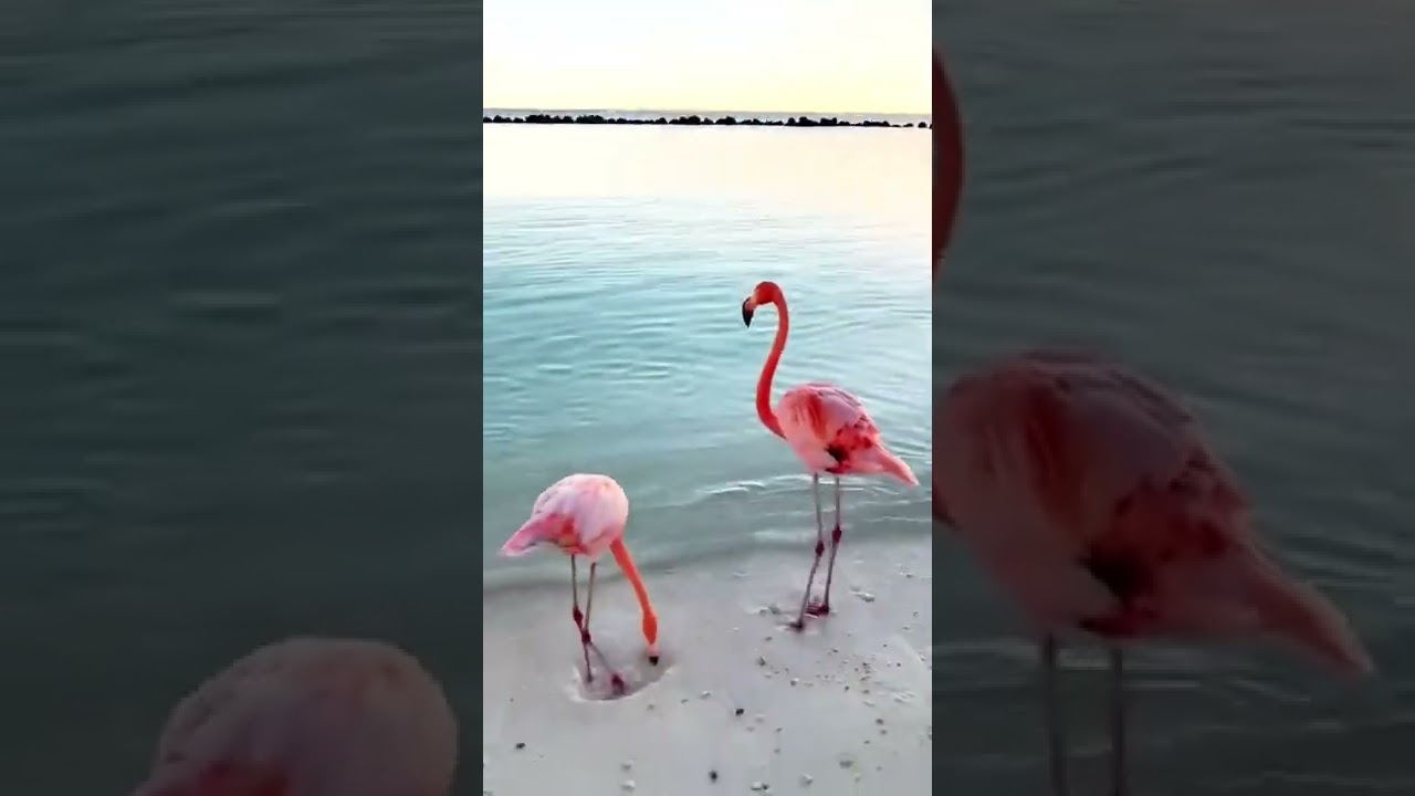 Flamingo🦩Dances 