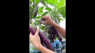 Here's How You Can Grow Eggplant high yielding