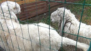 Пакистанские овцы в Ряжском зоопарке.