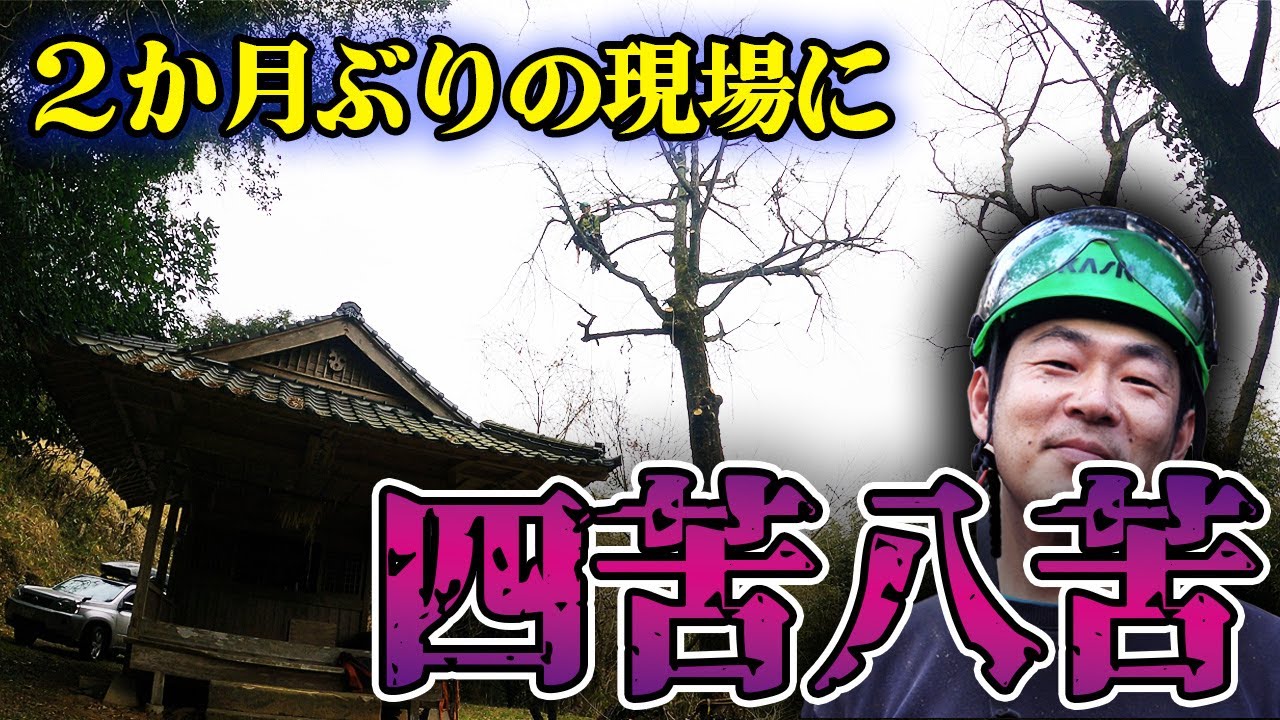 【特殊伐採】お宮の横のイチョウの伐採｜池田太一２か月ぶりの現場に四苦八苦！？
