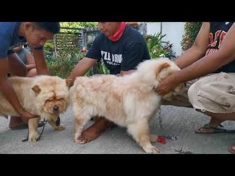 Video: Hvordan Mate Chow Chow