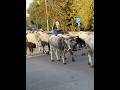 #viralvideo #cow #cowvideos