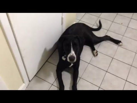 Force Free Training, Dog Closes Door On Cue