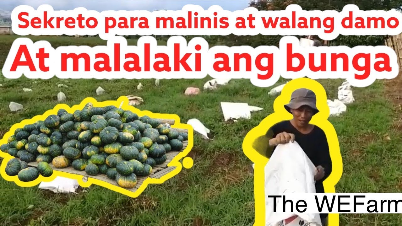 Paano magtanim ng kalabasa/Paglalagay ng sako  at pag prunning#kalabasa /squash/pumpkin