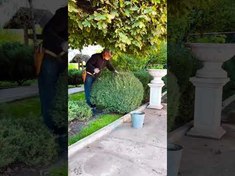 Самшит мое натхнення Niwaki Diy Garden Winter Landscape Tree 