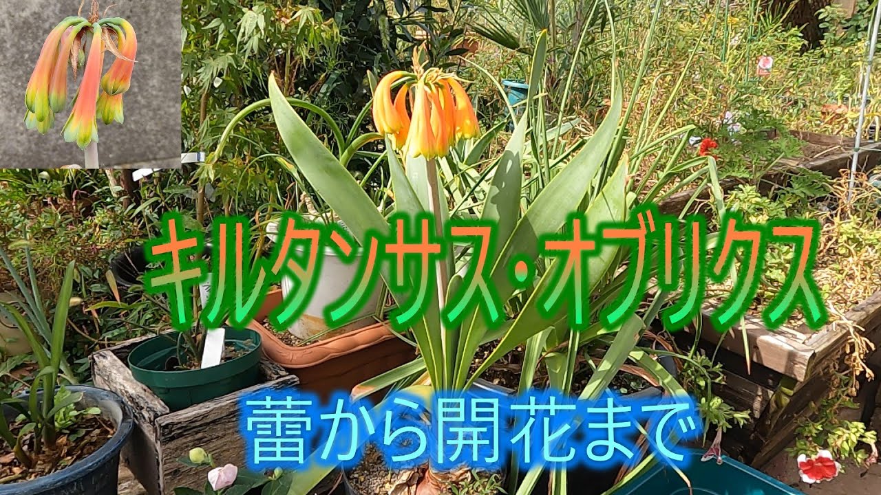 Cyrtanthus obliquus] From bud to bloom 25/10/15 - YouTube