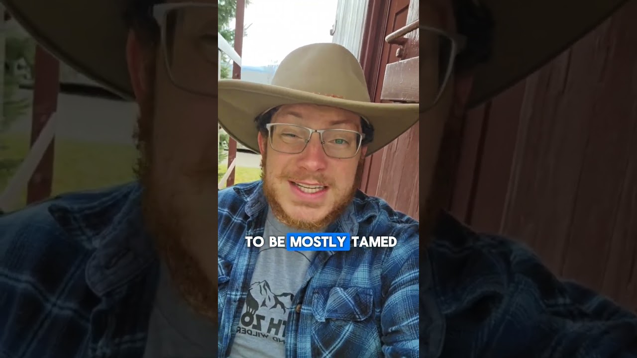 The Northern Pacific Railway was incredibly influential in making Yellowstone a popular destination.