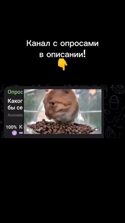 они все милые) #рек #рекомендации #опросы - YouTube