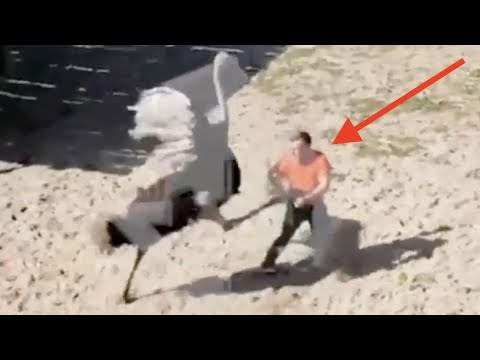 When Ostriches Attack
