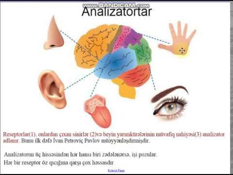 Video: Köpəklərdəki Gözdəki İrisin Degenerasiyası