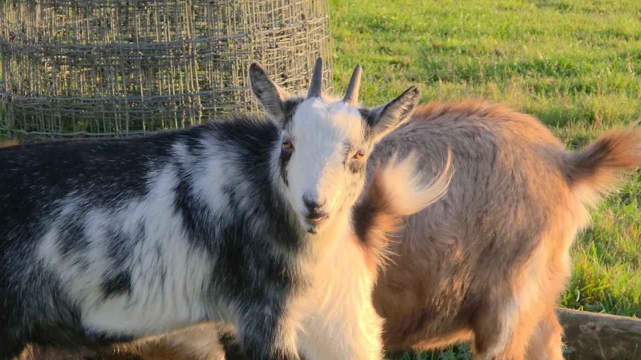🐐 UK Pygmy Goats – Small, Friendly & Full of Personality! 🇬🇧