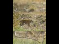 Jim Corbett Tiger 68 #tiger #shorts #ytshorts #shortsfeed #animals #jimcorbett #trending