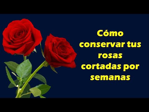 Video: Conservar rosas cortadas: consejos para mantener las rosas frescas después de cortarlas