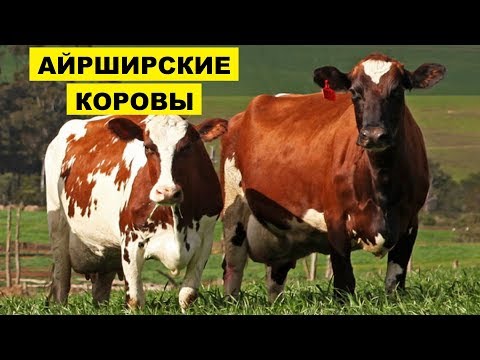 Разведение Айрширской породы коров как бизнес идея | КРС | Айрширские коровы | Айширская порода крс