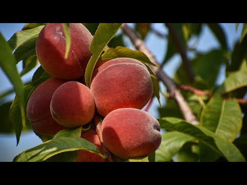 Video: Kweek Kikusui-pere – Wat is 'n drywende krisant Asiatiese peerboom