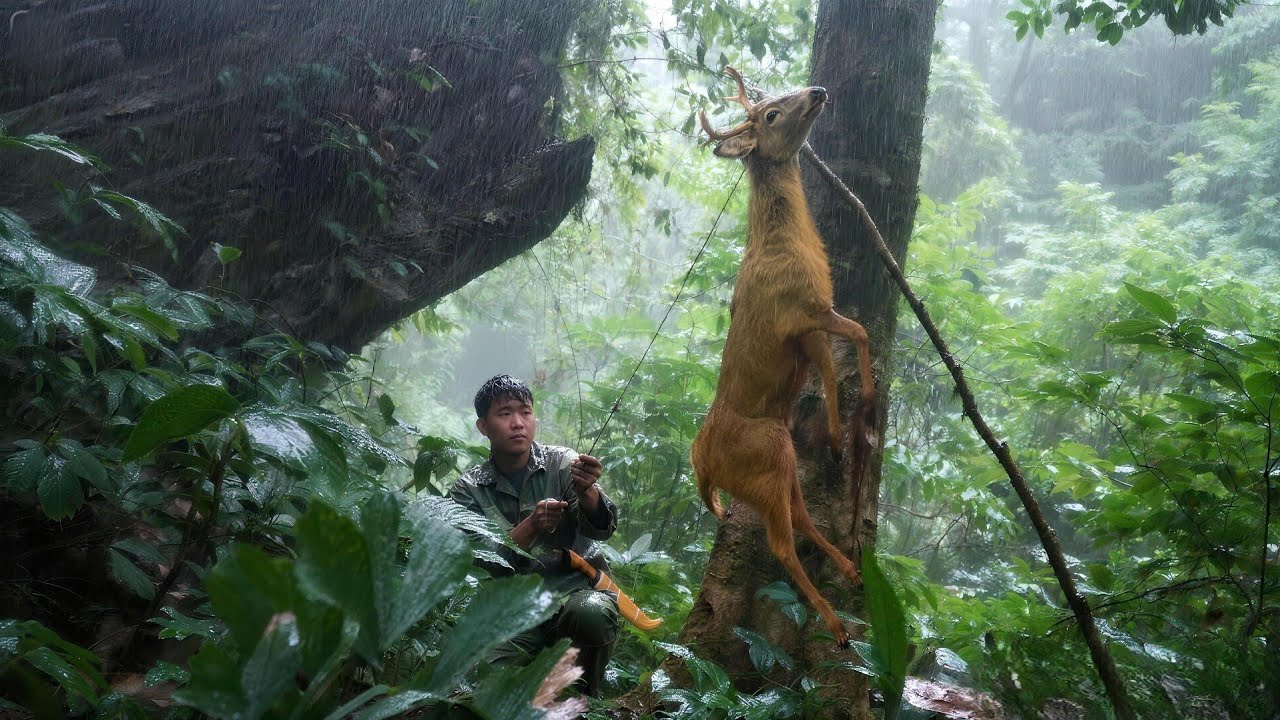 Survival in the Tropical Rainforest, traces of wild animals, traps for wild chickens, traps for deer