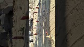 ek sath khub sari rocket experiment #youtubeshorts #video #newrocket @2Experiment-q4s #shots