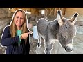 MEET OUR TWO NEW MINI DONKEYS!