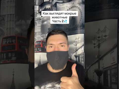 Как выглядят мокрые животные Часть 2 #рекомендации #животные #лев #вода