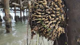 Gooseneck Barnacles Very Expensive Seafood เพรียงคอห่าน อาหารทะเลราคาแสนแพง