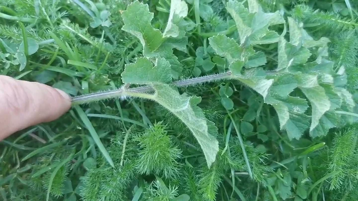 How Polish lactofermented hogweed (Heracleum sphondylium) soup gave name to borsch / barszcz