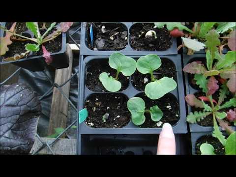 how to grow 4o clocks from seed, 4o clock seedlings update