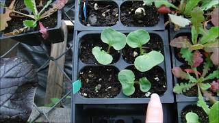 How To Grow 4O Clocks From Seed, 4O Clock Seedlings Update
