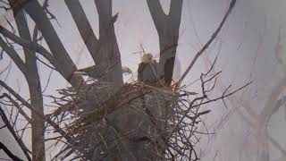 Decorah eagles lay egg in new nest