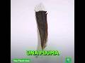 Pluma +cara que el 💰😳#shortvideo #subastas #Huia#aves extintas