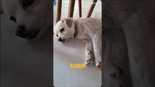 Canım Benim Umarım Yukarda Mutlu Olursun... Öpek