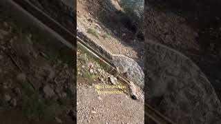 2024 Erzincan Kemah Oğuz Köyü Gezimden Güzel Kareler 🇹🇷🐺