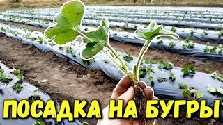 Осенняя Посадка Клубники. Как Сделать Бугры + Лайфхак Посадки Рассады