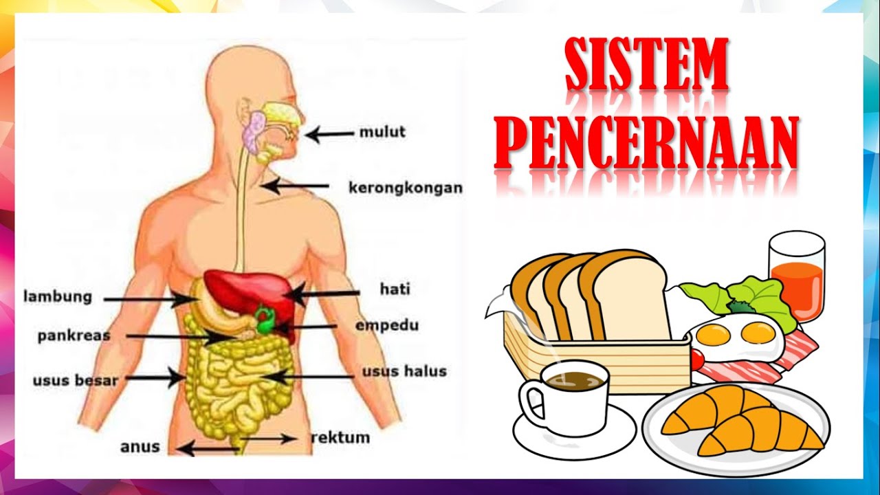 Sistem Pencernaan Organ Dan Sistem Pencernaan Manusia Youtube