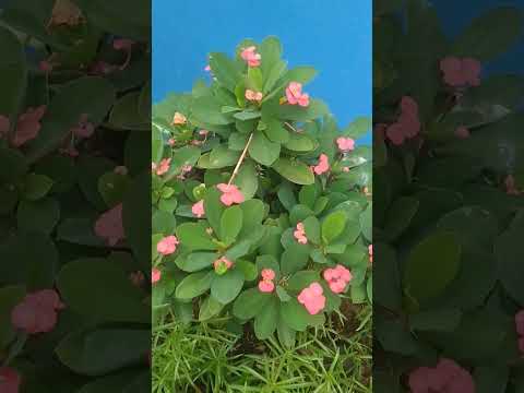 วีดีโอ: วงศ์ Euphorbiaceae: คำอธิบายและการกระจาย