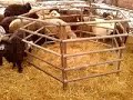кормушка для овец