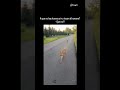 A qué no tocas al humano primero, a qué si lo toco funny share foryou #fyp #short #viral #music
