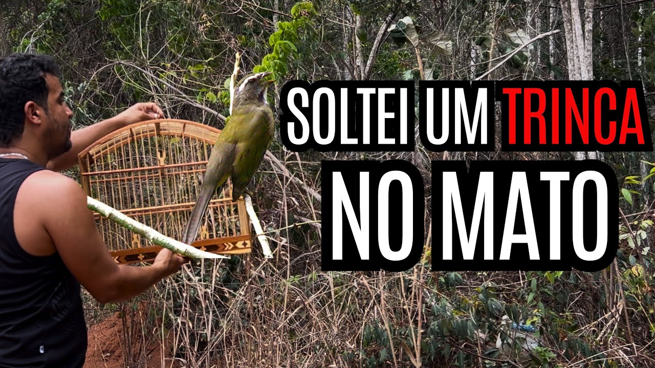 😍🐦‍⬛🦜🎋 QUE COISA MARAVILHOSA - SOLTEI UM TRINCA FERRO NO MATO